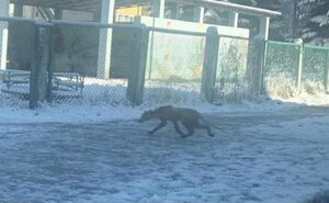 У житловому мікрорайоні Львова помітили лисицю (ФОТО, ВІДЕО)