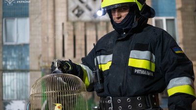 У Тернополі з-під завалів багатоповерхівки врятували живого папугу (ВІДЕО)