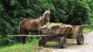 Мешканець Львівщини впав під колеса фіри і загинув