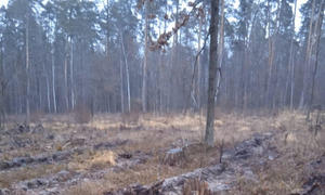 На Житомирщині браконьєри застрелили вагітну самку лося