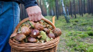 У Львівській області заблукали двоє грибників