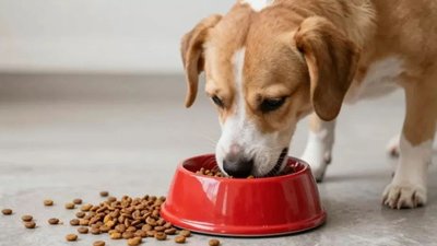 Сухий корм для собак - як обрати збалансоване харчування для улюбленця