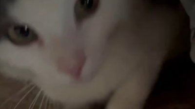 У Калуші школярі розважаючись викинули кота з вікна багатоповерхівки (ВІДЕО)