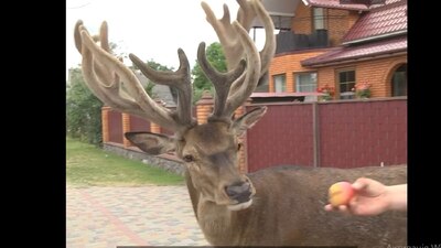 Випрошує смаколики та має своє місце для відпочинку: олень майже щодня розгулює селом на Рівненщині (ВІДЕО)