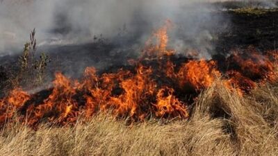 У Львівській громаді зафіксовано 12 великих пожеж сухостою 