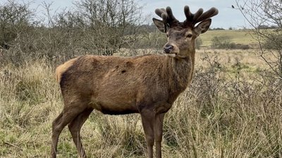 Суд виніс вирок водійці, яка збила оленя Бориса