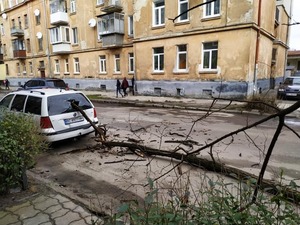 У Львові на автомобіль впало дерево (фото)