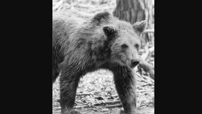 На Львівщині у притулку “Домажир” помер ведмідь