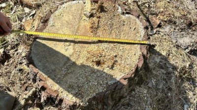 Ексдиректору лісгоспу на Львівщині повідомили про підозру у незаконній рубці дерев на 9,6 млн грн