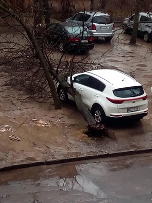 У Львові дерево впало на автомобілі (фото)