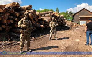 На Закарпатті викрили масштабну схему з розкрадання лісу (фото)