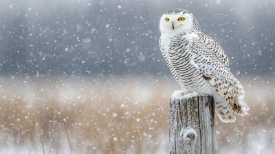 Якою буде погода у Львові та області завтра, 5 січня