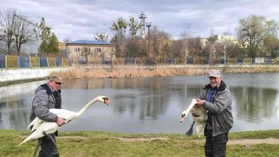 У Львові на Левадівське озеро повернули лебедів після зимівлі