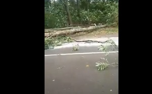 На Львівщині на дорогу впало дерево (відео)