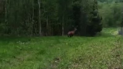 Ведмеді, вовки й олені: камери зафіксували, як звірі перетинають прикордонні ліси Львівщини (ВІДЕО)