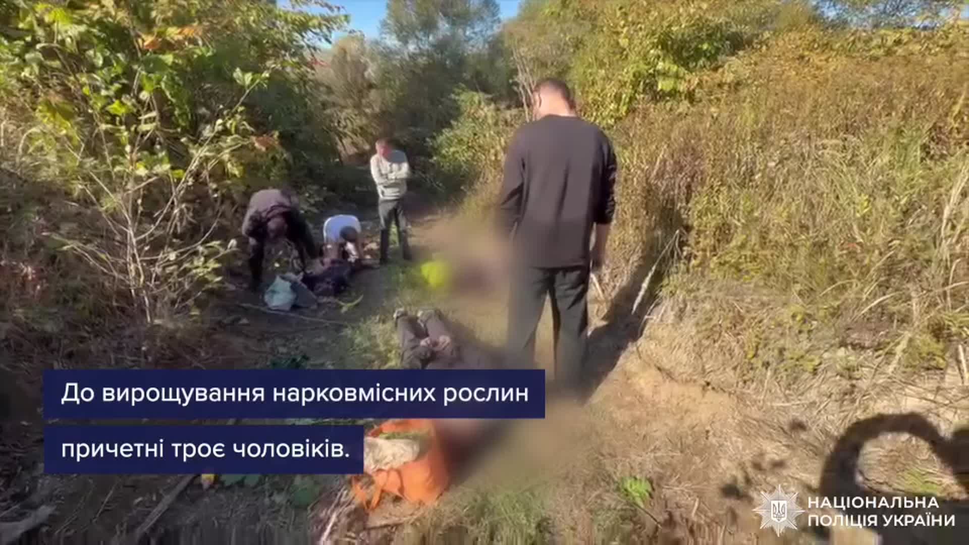 Затримання трьох підозрюваних у вирощуванні конопель на Мукачівщині.